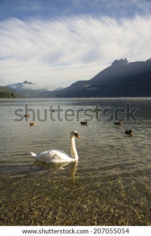 Swan on a crystal clear Lake Annecy in the French Alps in front of high mountains