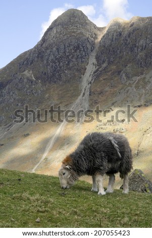 Gray and white sheep in the mountains in the Lake District, England