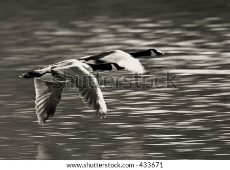 Pair of flying geese in black & white