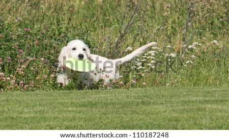 Golden Retriever Frisbee