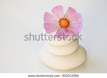 white round pebbles pink summer cosmos flower white empty calm background span balance setting soft focus