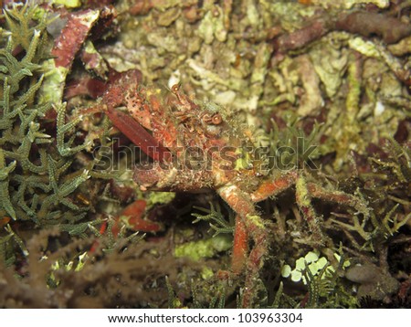 Spider crab (?) with prominent eyelashes hiding in coral