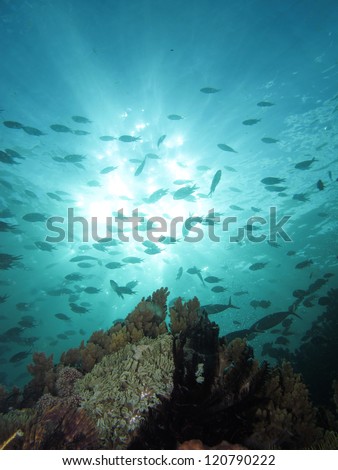 Coral reef with fish silhouettes against sun