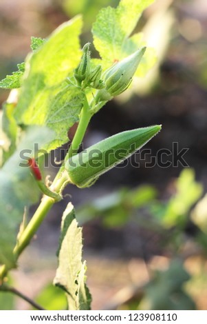 Young Okra Plant (Lady`s Finger)