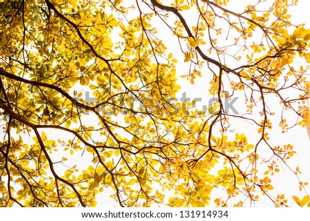 yellow leaves on white background