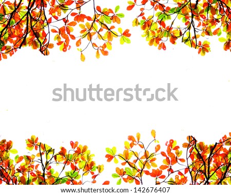fall leaves isolated on white background