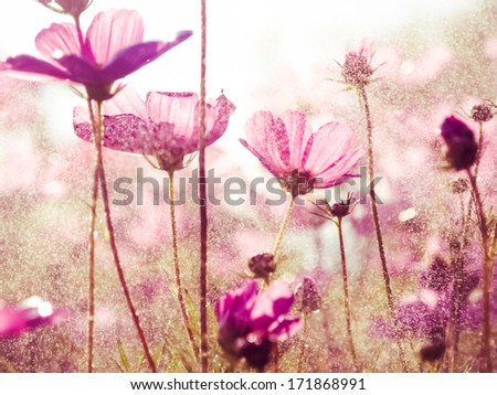 purple cosmos flowers with sunshine-vintage style