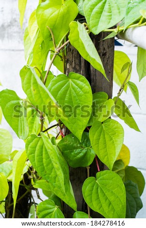 green betel leaf on tree