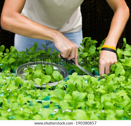 hands picking roquette vegetables in hydroponic farm