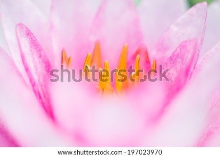 abstract background of pink water lilly- macro photography