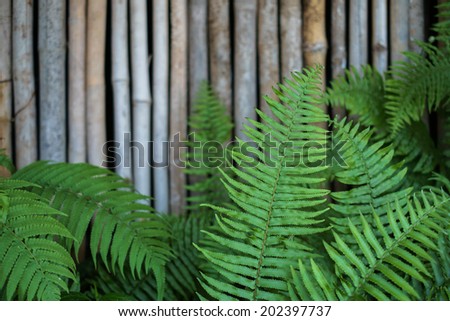 ostrich fern or shuttlecock fern leaves (Matteuccia struthiopteris) with bamboo background