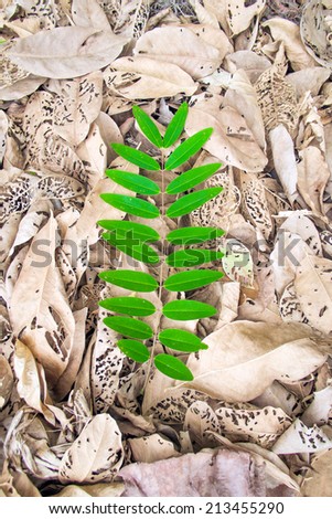 Difference concept - green leaves of pile of dried brown leaves