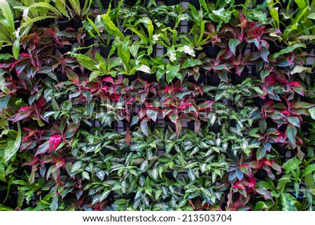 vertical tropical garden with various kind of green plants  and flowers