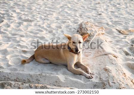dog looking at camera lying down of white sand beach in Thailand