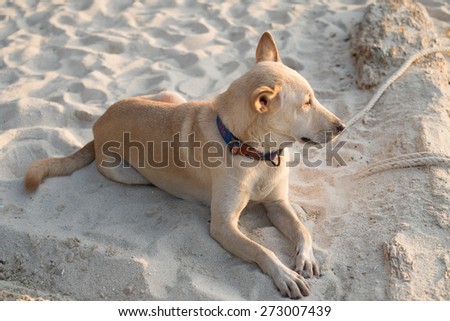 dog lying down of white sand beach at sunset waiting for someone