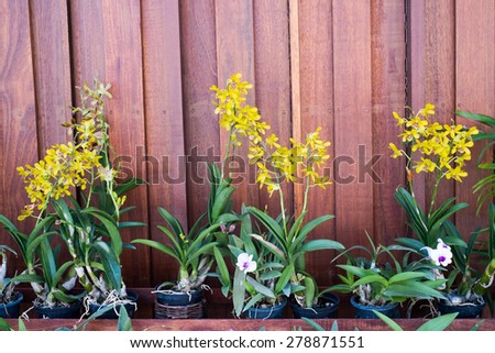 orchid and plant hanging on wooden wall background