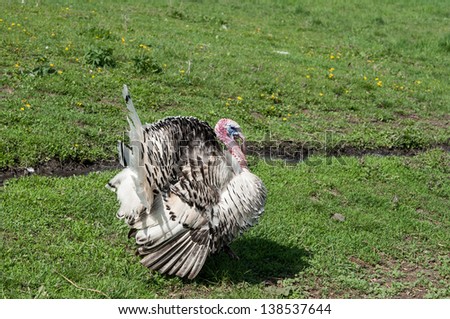 Strutting male turkey standing with big tail, in the countryside