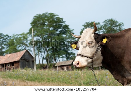 portrait of a black and white cow looking on the farm with chain on the neck and nose