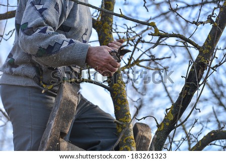 Pruning of trees with secateurs in the garden. Man climbed on a ladder cleaning fruit trees of dead branches and useless to make fruit