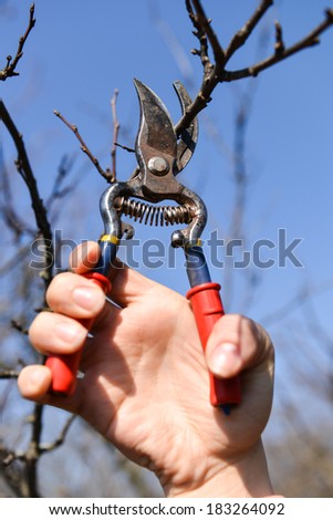 woman hand pruning tree branch with scissor in spring garden on background of blue sky