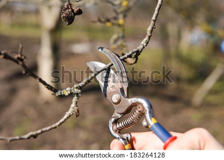 Pruning of trees with secateurs in the garden. Clean fruit trees of dead branches and useless to make fruit