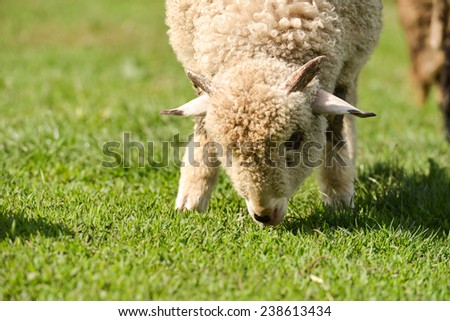 Little lamb grazing on the grass