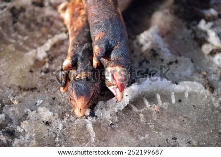 close up of pork legs just slaughtered. traditional home removal hair