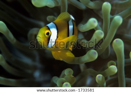 Clownfish with Symbiotic Anemone