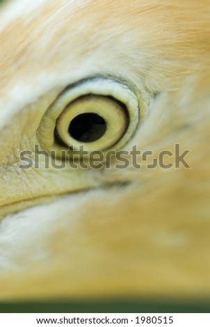 Closeup of a birds eye