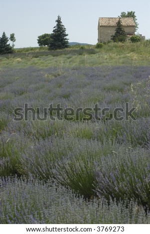 Summer Lavender fields in  Provence, the south of France, Europe