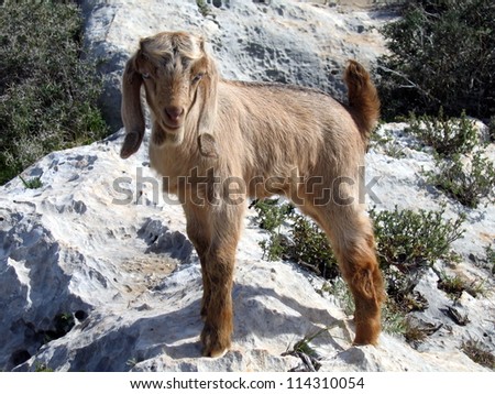 Kid goat  lost  his mother on the mountains
