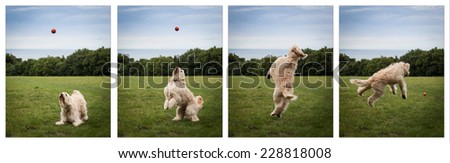 Labradoodle sequence catching a ball