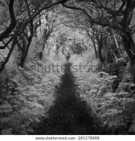 Infra-red Image of a Country Lane