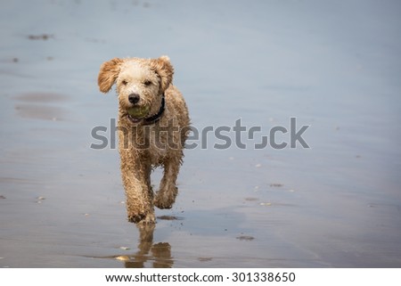 Spanish Water Dog on the Beach