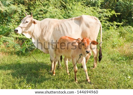 Calf and cow standing on a meadow