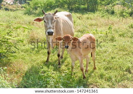 Calf and cow standing on a meadow