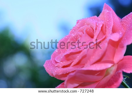Morning rose