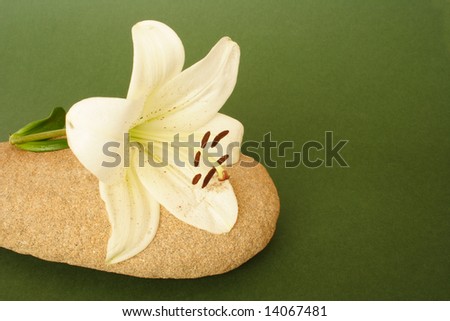 Beauty Madonna lily on stone on green background
