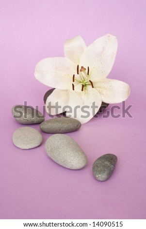 Madonna lily and pebbles in color background