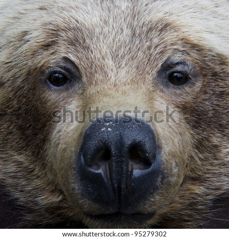 A Bear Face