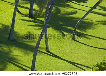 Shadow of palm tree on lush green lawn
