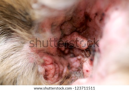 Polyps in the inner ear of a long haired german shepherd dog. Polyps are benign tumours of none invasive tissue, yet can become cancerous