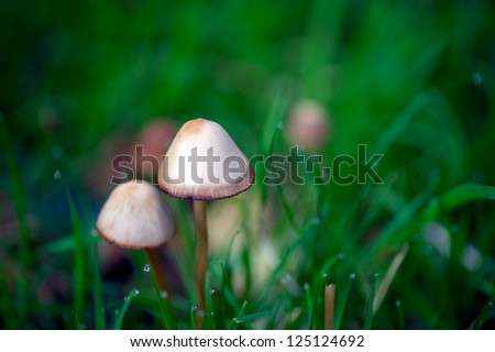 The magic mushroom