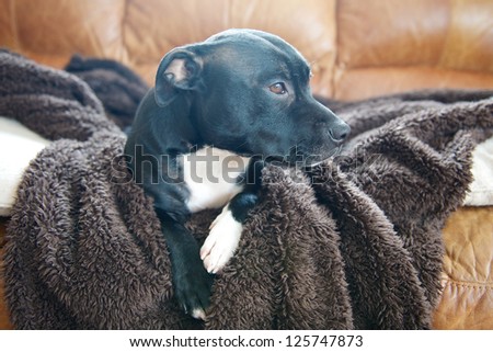 A staffordshire bullterrier laid  on a dog blanket