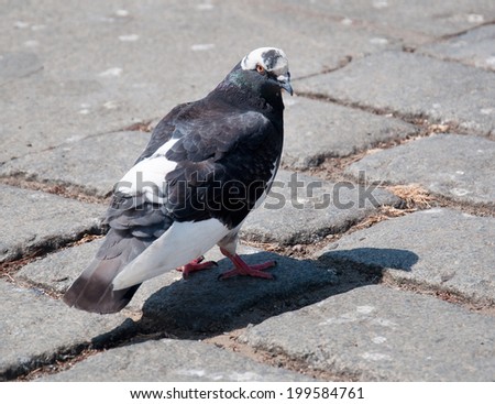 Lonely pigeon standing on ground, close up.