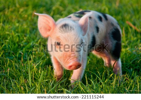 Young cute pink piggy in green grass