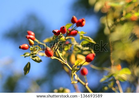 Red autumn berries in the sky background