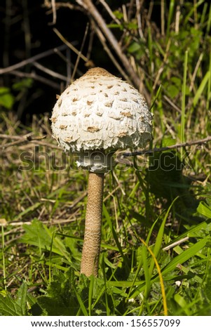 Beautiful parasol mushroom  in forest in autumn time
