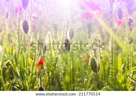 Field of Corn or Red Poppy Flowers Papaver rhoeas in Spring, common names corn poppy, corn rose, field poppy, Flanders poppy, red poppy