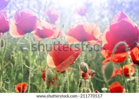 Field of Corn or Red Poppy Flowers Papaver rhoeas in Spring, common names corn poppy, corn rose, field poppy, Flanders poppy, red poppy